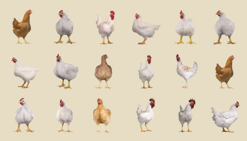 بهترین نژاد مرغ گوشتی جهت پرورش در مرغداری