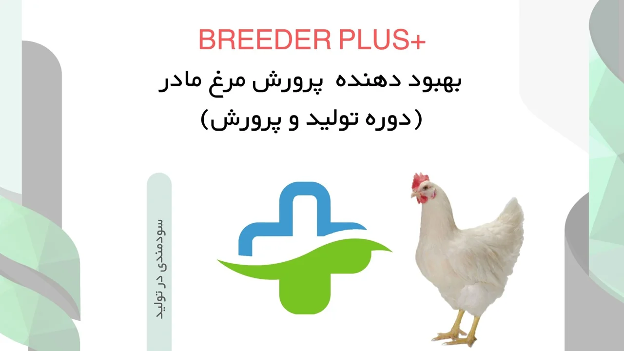 breeder plus بهبود دهنده مرغ مادر در دوره تولید و پرورش