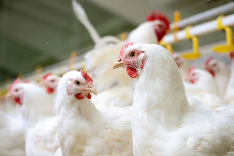 توصیه هایی برای تولید کنندگان تخم مرغ در بریتانیا که با تهدید آنفولانزای پرندگان مواجه هستند