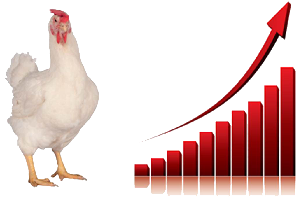 اثرات پروبیوتیک در رشد مرغ گوشتی و بهبود کیفیت لاشه