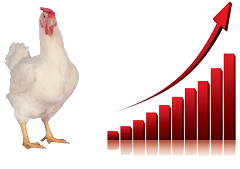اثرات پروبیوتیک در رشد مرغ گوشتی و بهبود کیفیت لاشه