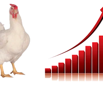 اثرات پروبیوتیک در رشد مرغ گوشتی و بهبود کیفیت لاشه