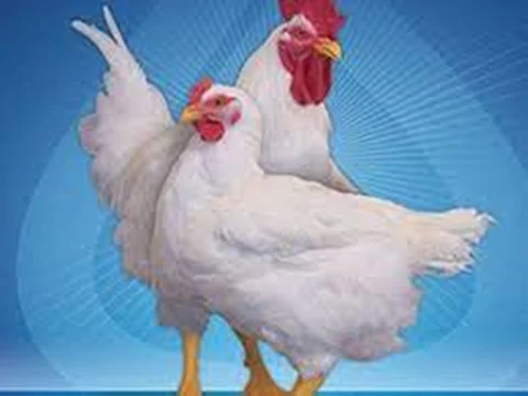 مکمل مرغ گوشتی در سمنان