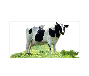 قیمت دام زنده