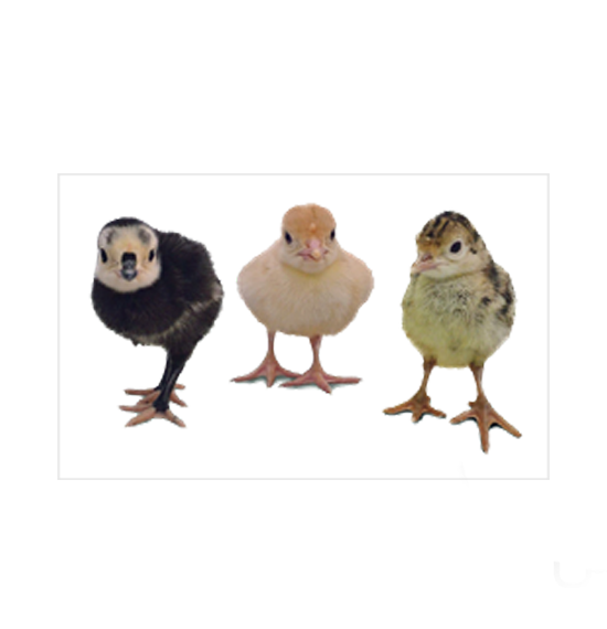 قیمت روز جوجه یک روزه بوقلمون