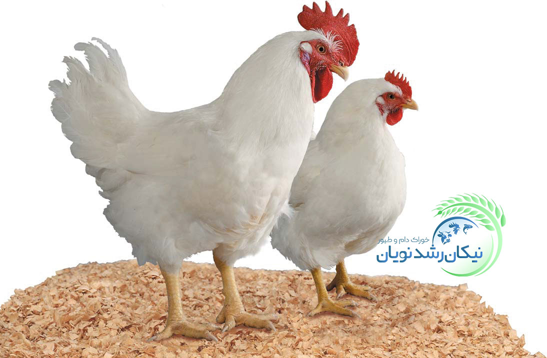 تاریخچه صنعت مرغداری