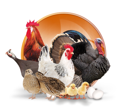 انواع مکمل‌های ویتامینه و معدنی طیور