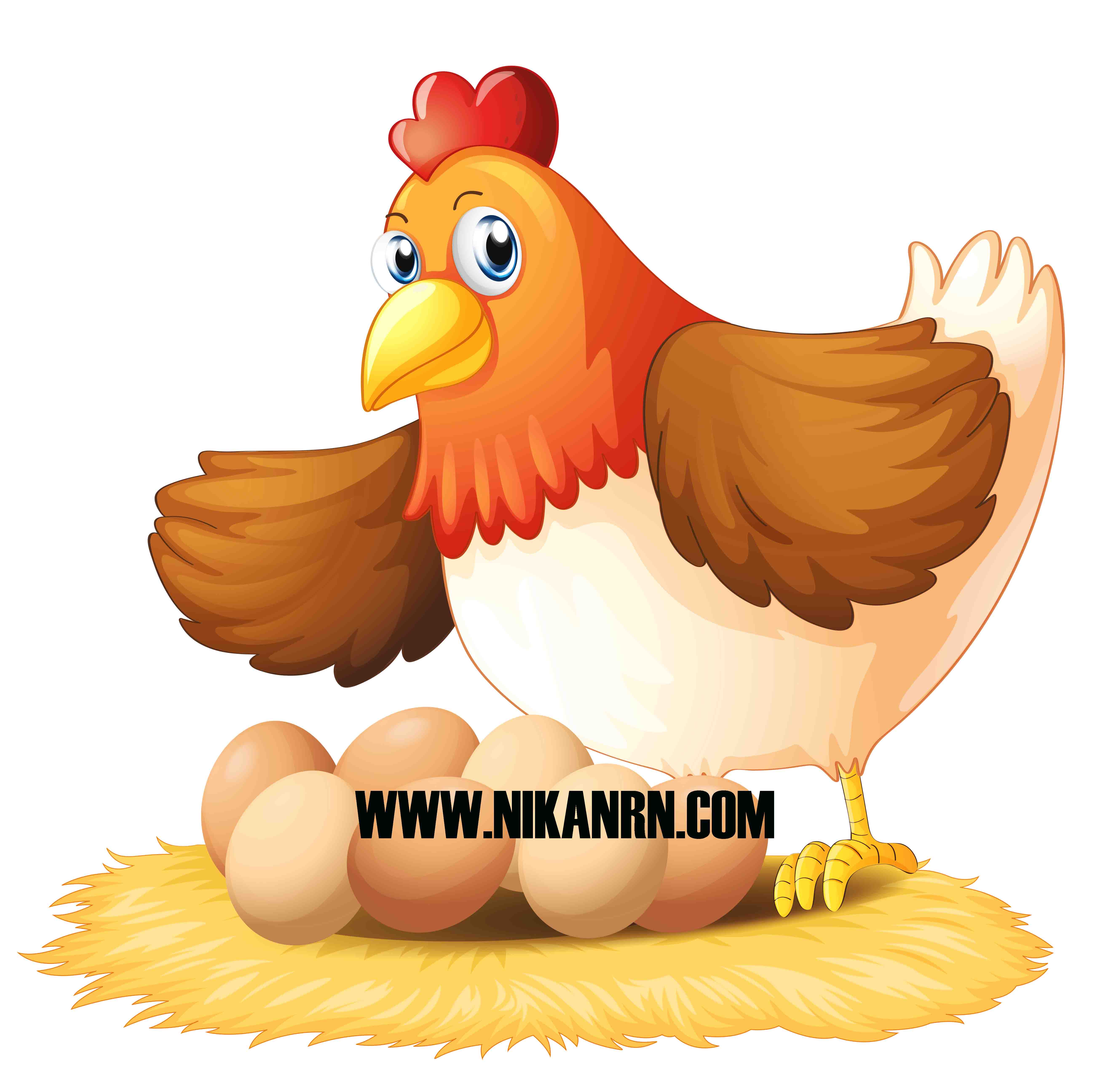 خرید مرغ آرین با قیمت مصوب