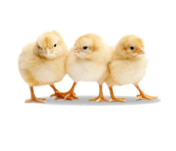 قیمت روز جوجه گوشتی