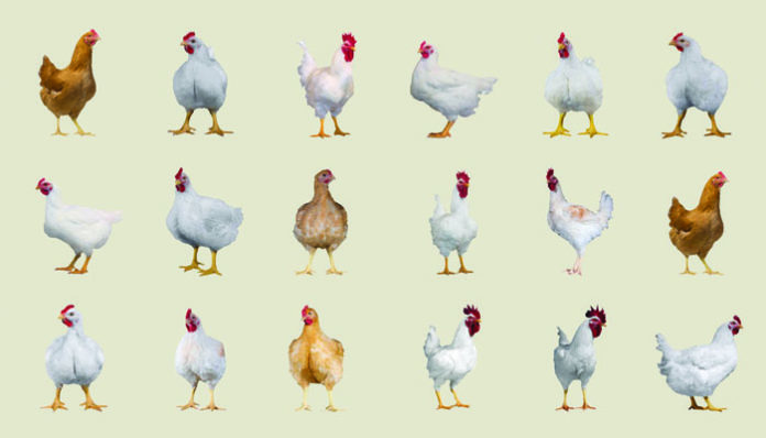 بهترین نژاد مرغ گوشتی جهت پرورش در مرغداری